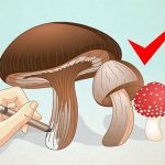 آموزش کشیدن نقاشی قارچ