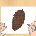 آموزش کشیدن نقاشی میوه کاج/ تصاویر