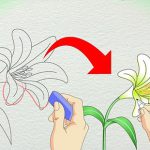 آموزش کشیدن نقاشی گل لیلیوم/ تصاویر
